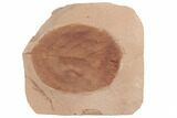 Red Fossil Walnut Leaf (Juglans) - Montana #189055-1